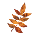ツツジ・紅葉の葉のイラスト　絵本風　ⒸAtelier Funipo